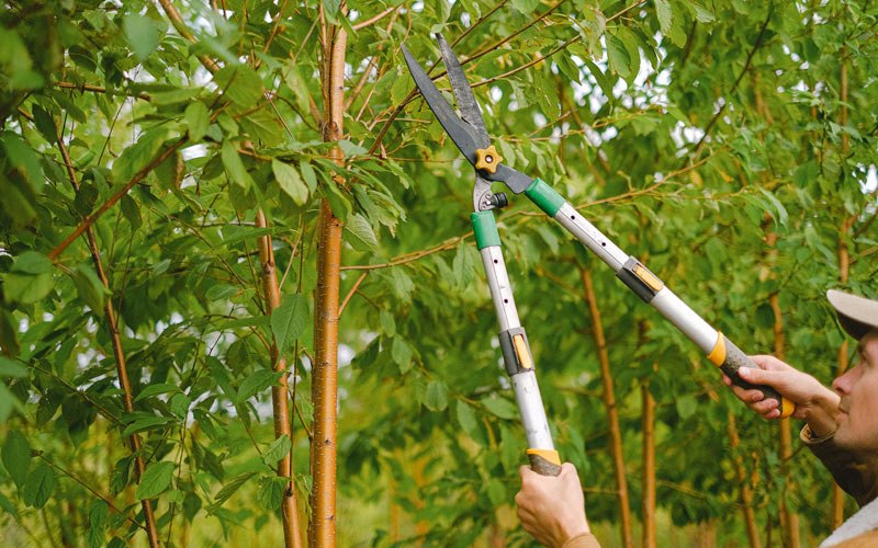 Tree trimming in Mineola, NY